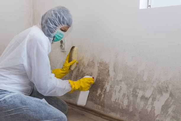 Mold Documentation for Insurance Claims in Green Village, NJ