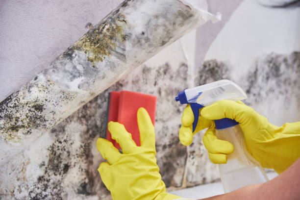 Green Village, NJ Mold Removal & Remediation Company